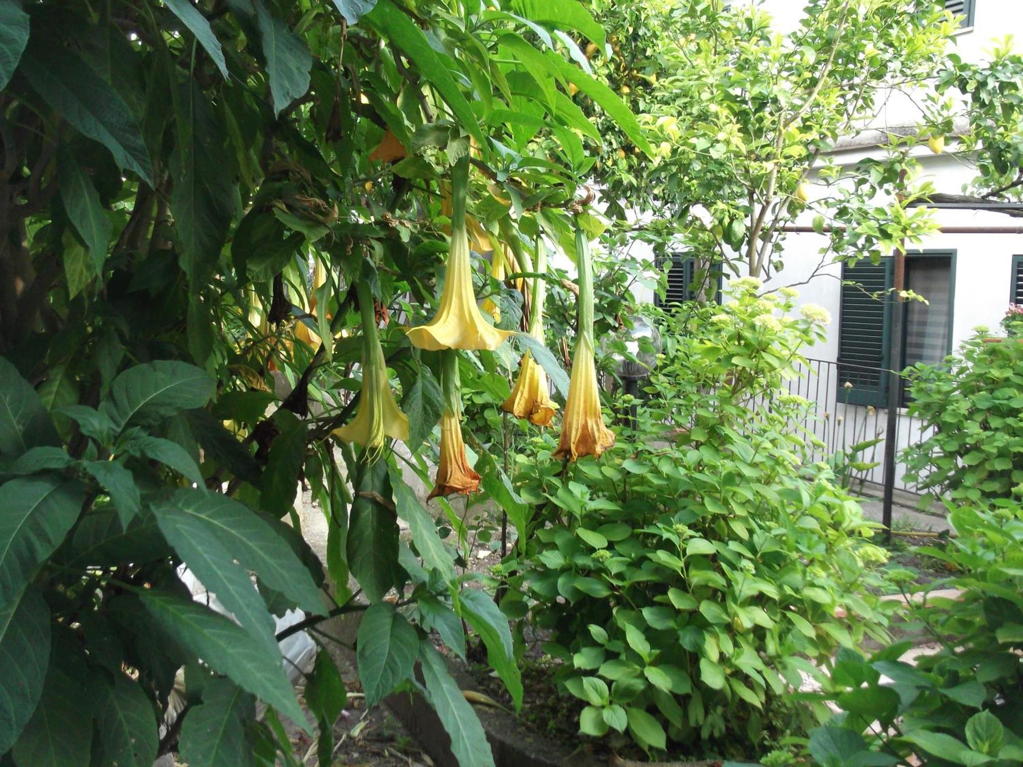 Le Mimose Villa Vietri Exterior foto